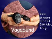 Vagabund