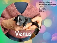 Venus